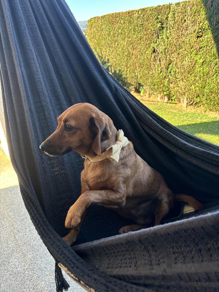 Guia de tamanhos: 10kg ~ papillon S