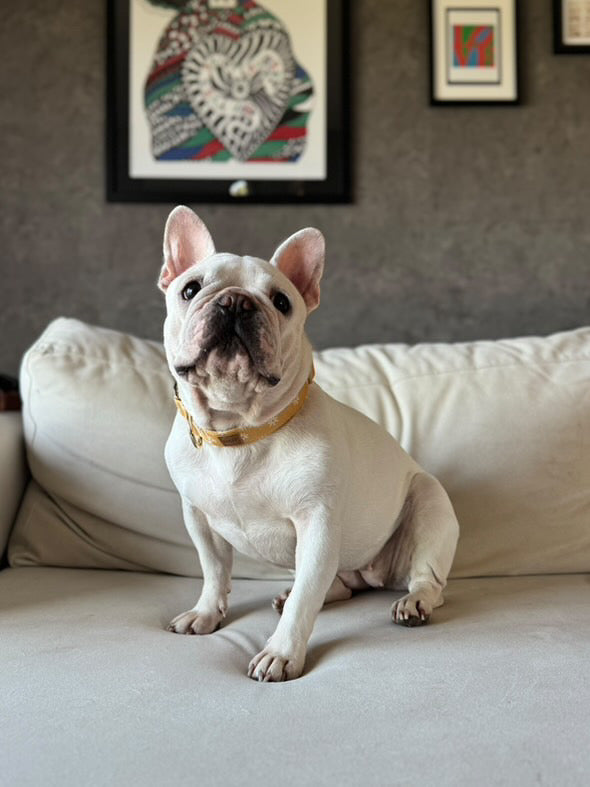 Guia de tamanhos: 11kg ~ Tamanho M