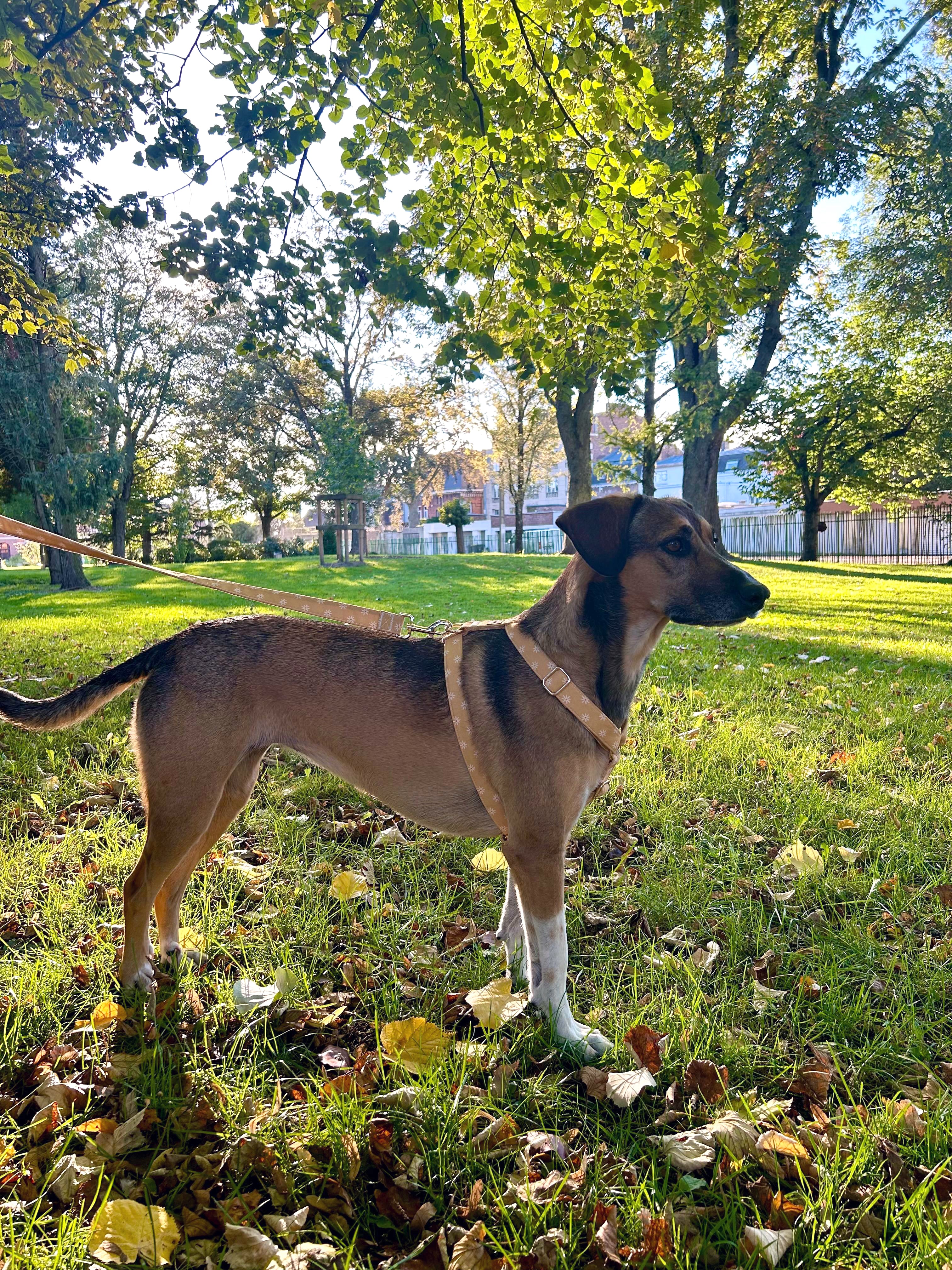 Guia de tamanhos: 23kg ~ Tamanho L