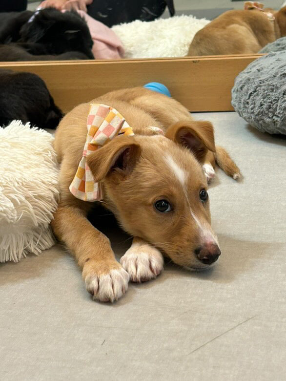 Guia de tamanhos: 2kg ~ Tamanho XS