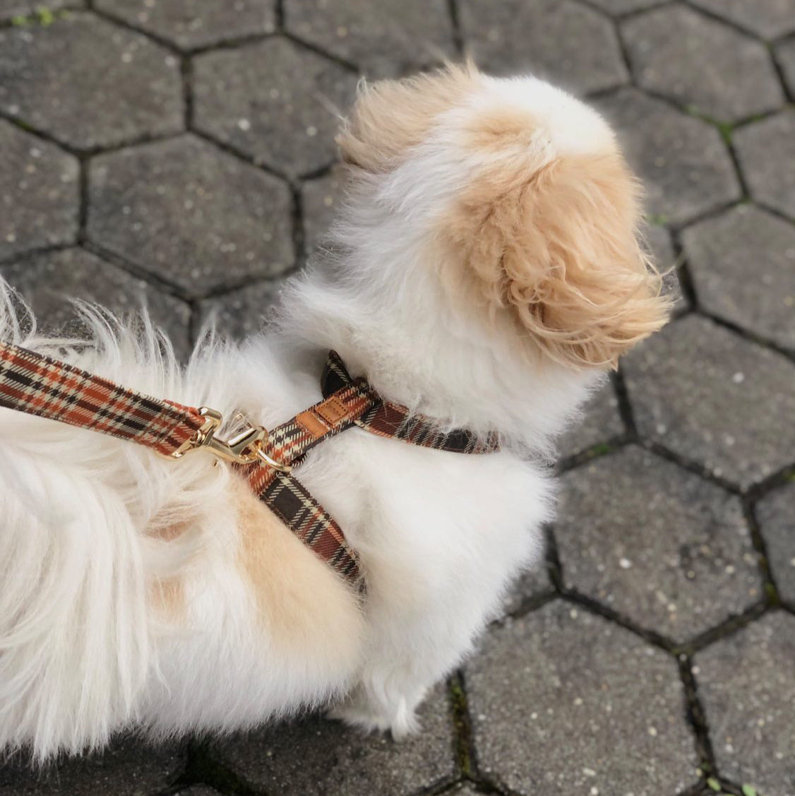 Guia de tamanhos: 6.5kg ~ Tamanho S