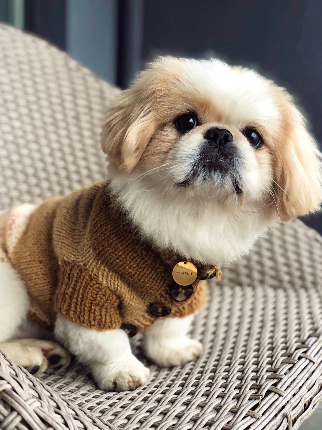 Guia de tamanhos: 6.5kg ~ Tamanho S