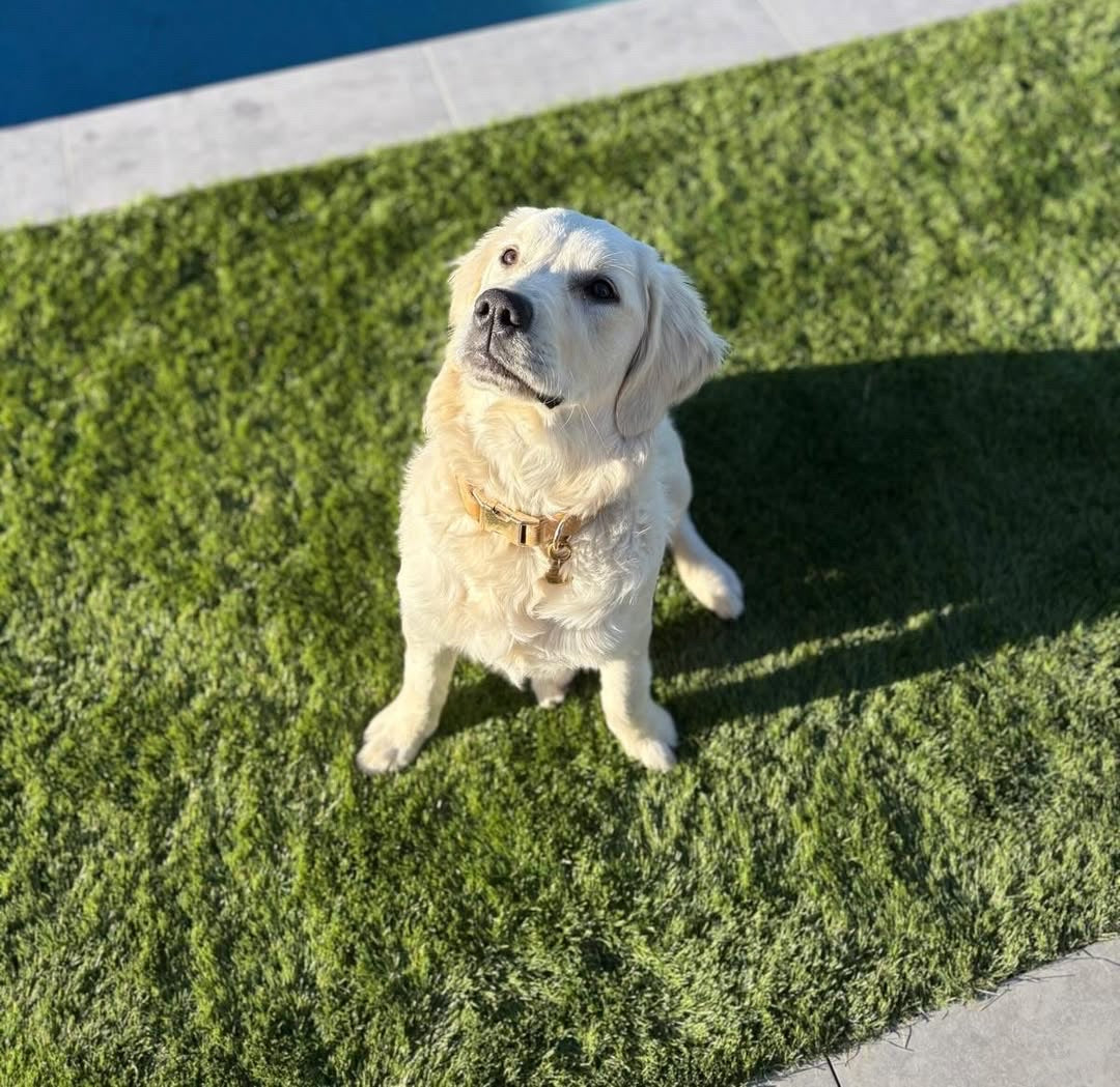 Guia de tamanhos: 17kg ~ Tamanho M