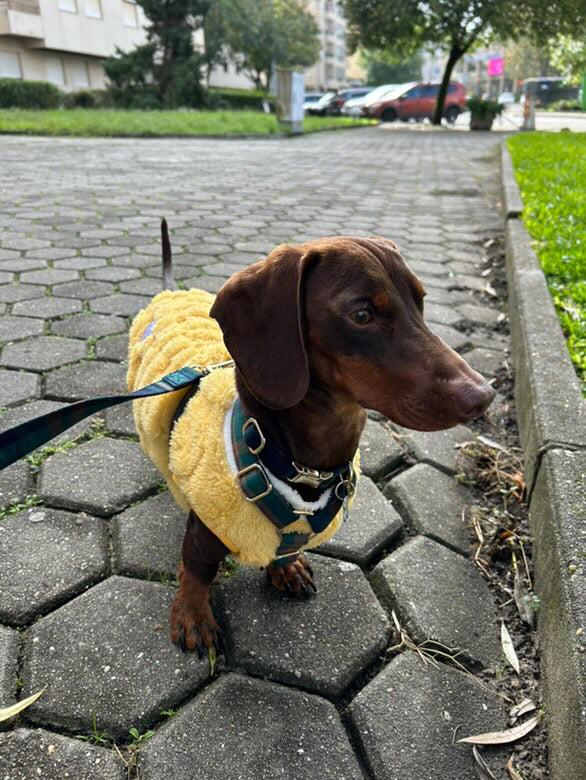 Guia de tamanhos: 7kg ~ Tamanho S