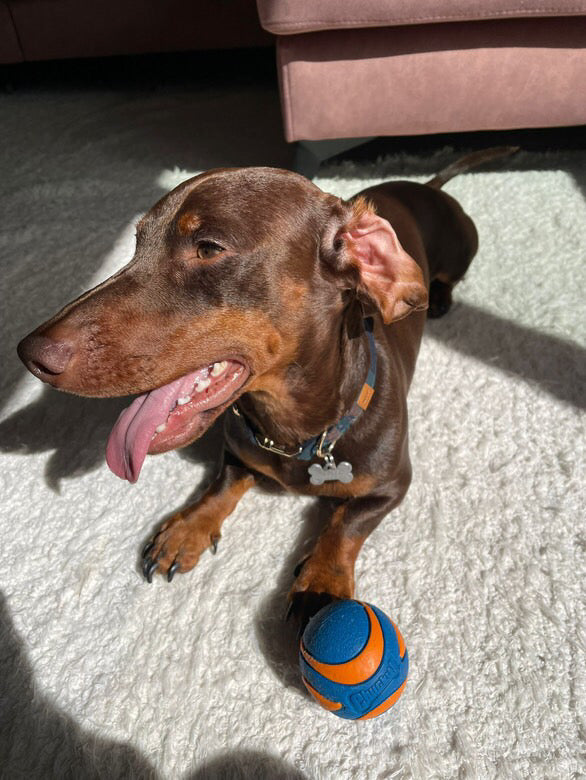 Guia de tamanhos: 7kg ~ Tamanho S