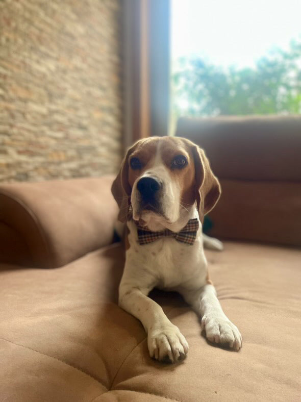 Guia de tamanhos: 19kg ~ Papillon M