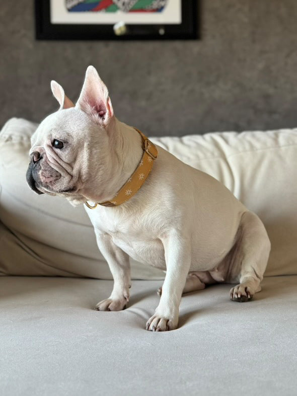 Guia de tamanhos: 11kg ~ Tamanho M