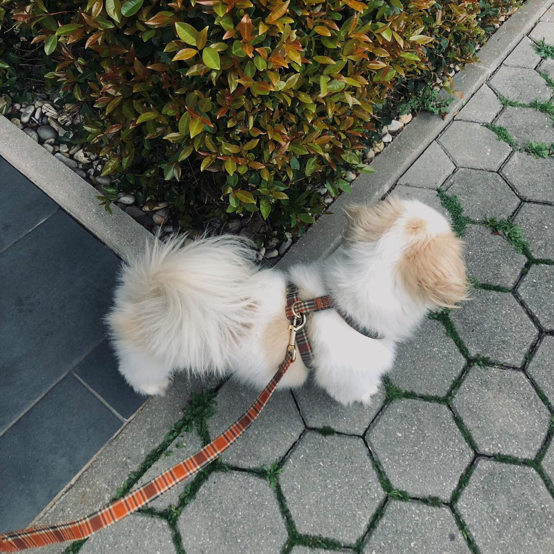 Guia de tamanhos: 6.5kg ~ Tamanho S