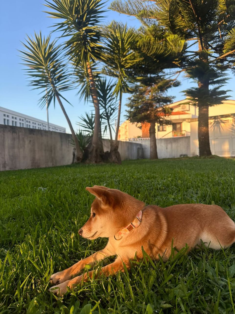 Guia de tamanhos: 4.5kg ~ Tamanho S