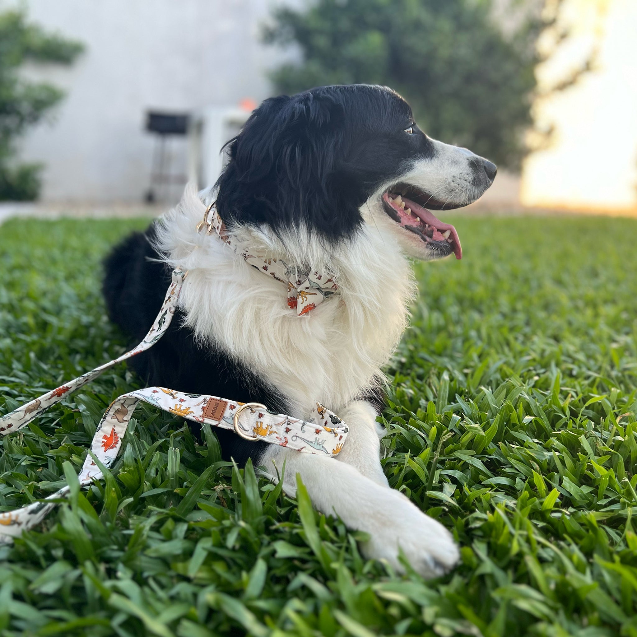 Guia de tamanhos: 25kg ~ PAPILLON M