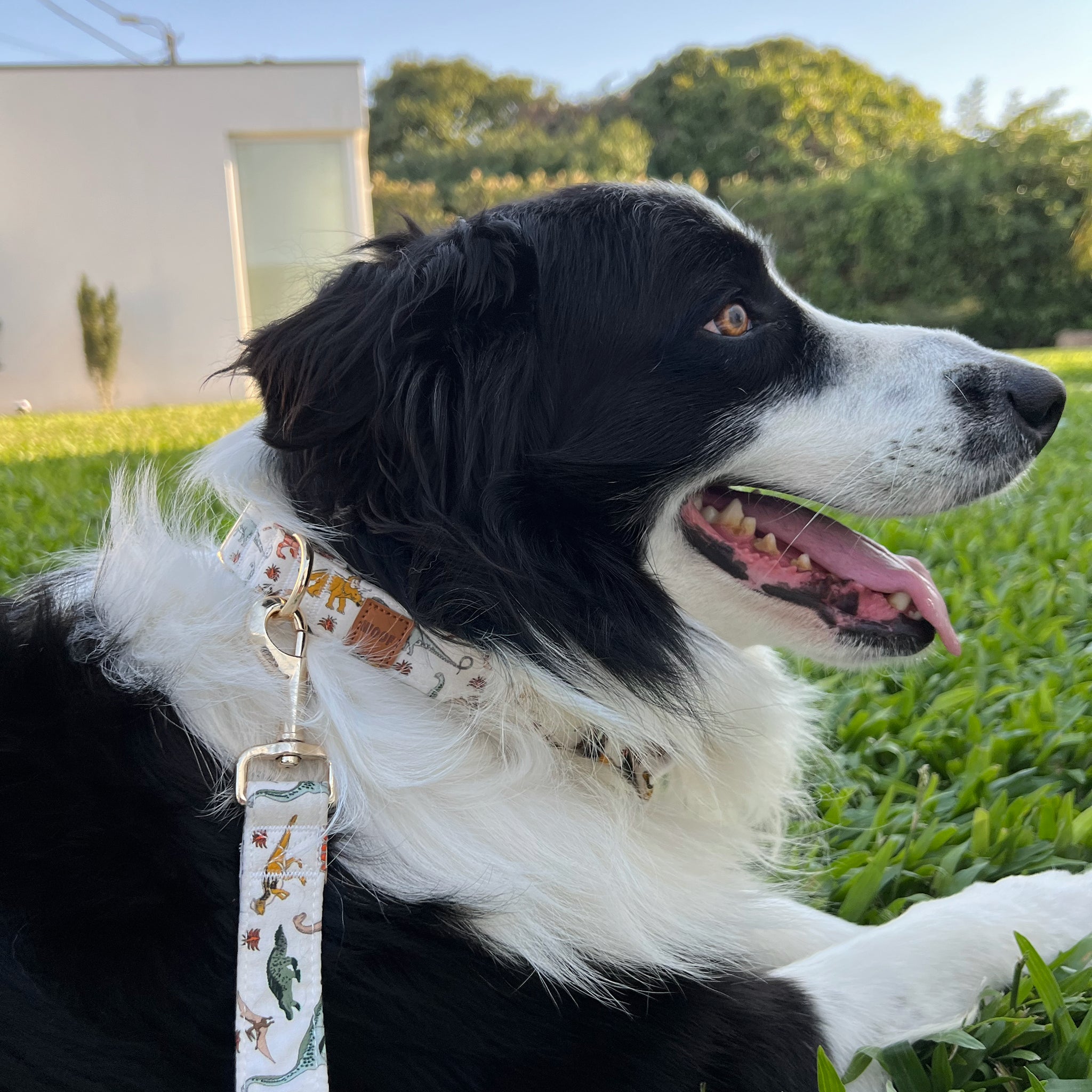 Guia de tamanhos: 25kg ~ Tamanho L