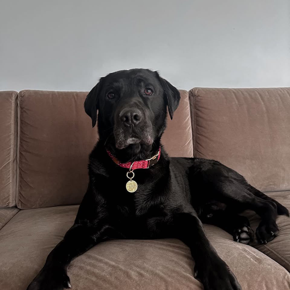 Guia de tamanhos: 34kg ~ Tamanho L