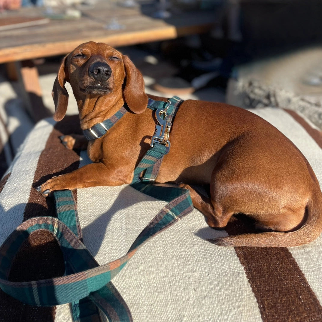 Guia de tamanhos: 6kg ~ Tamanho S