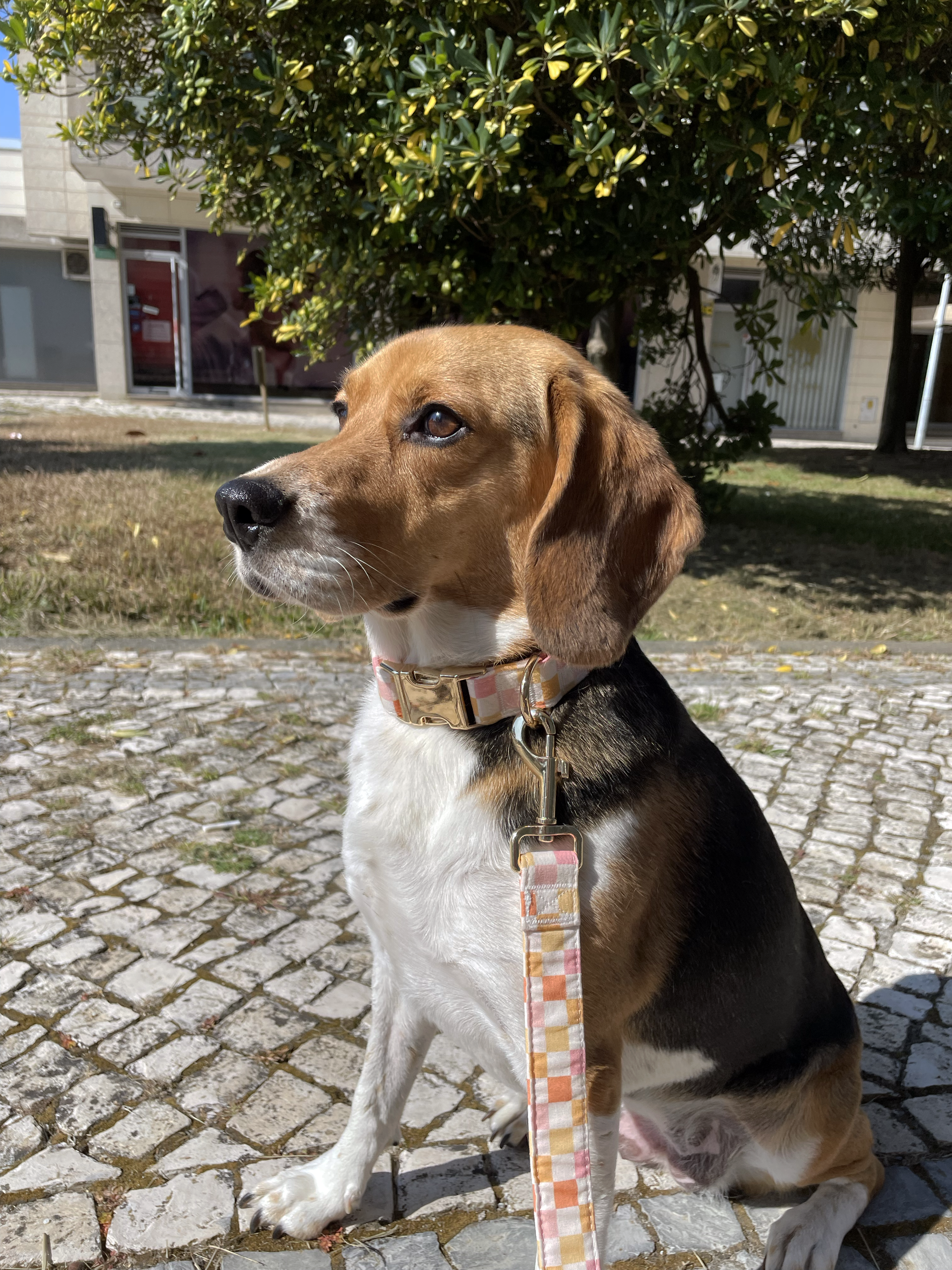 Guia de tamanhos: 14kg ~ Tamanho M