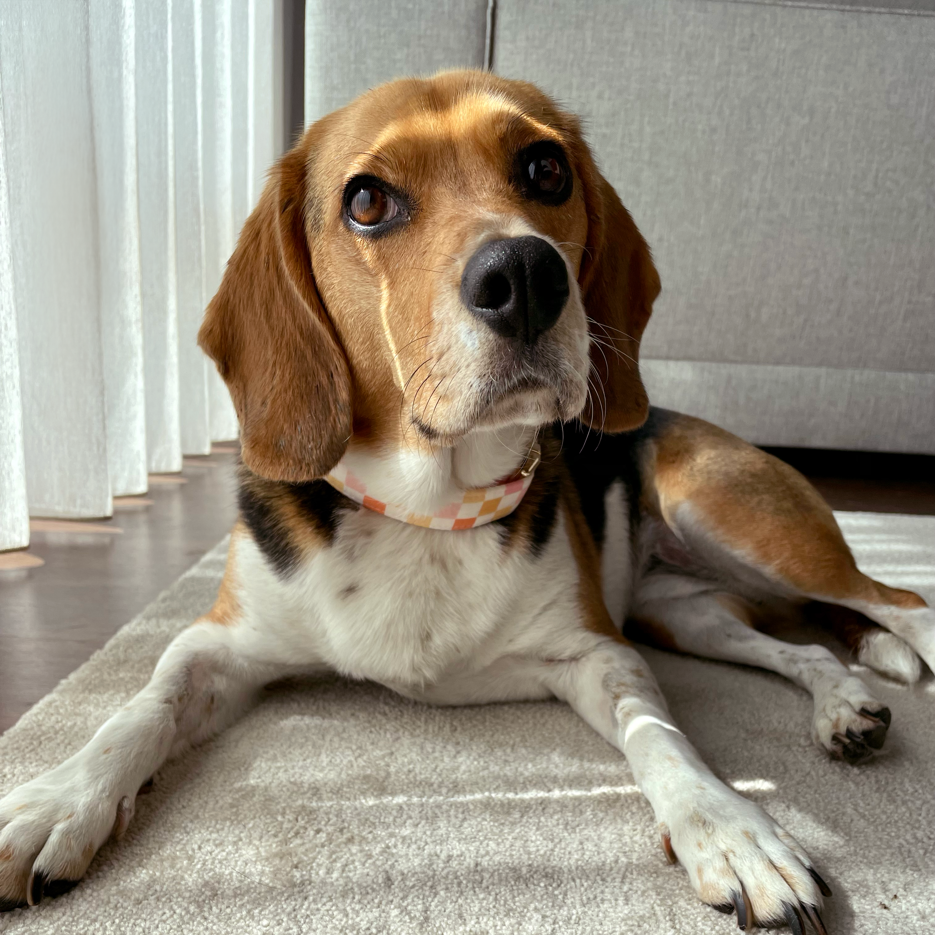 Guia de tamanhos: 14kg ~ Tamanho M