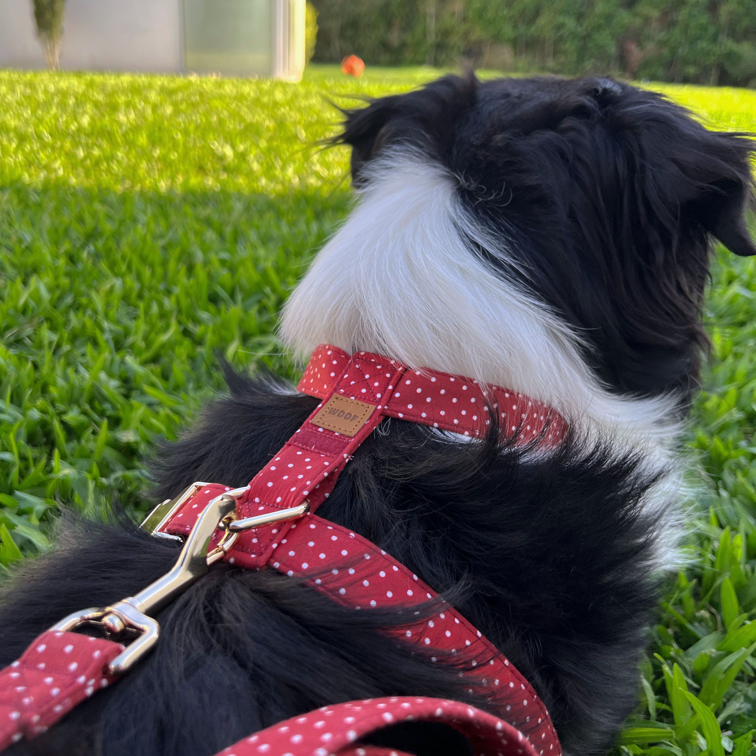 Guia de tamanhos: 25kg ~ Tamanho L