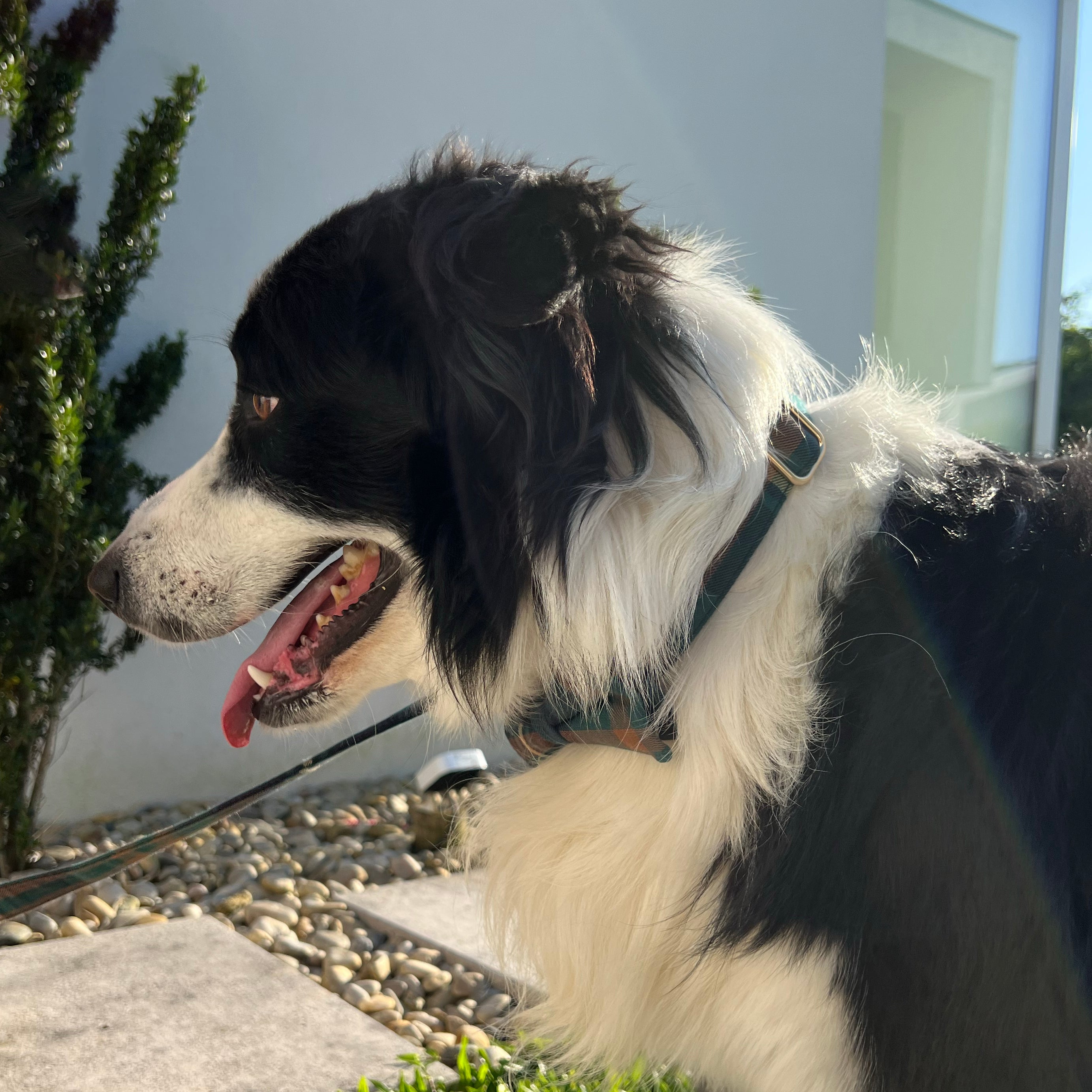 Guia de tamanhos: 25kg ~ papillon M