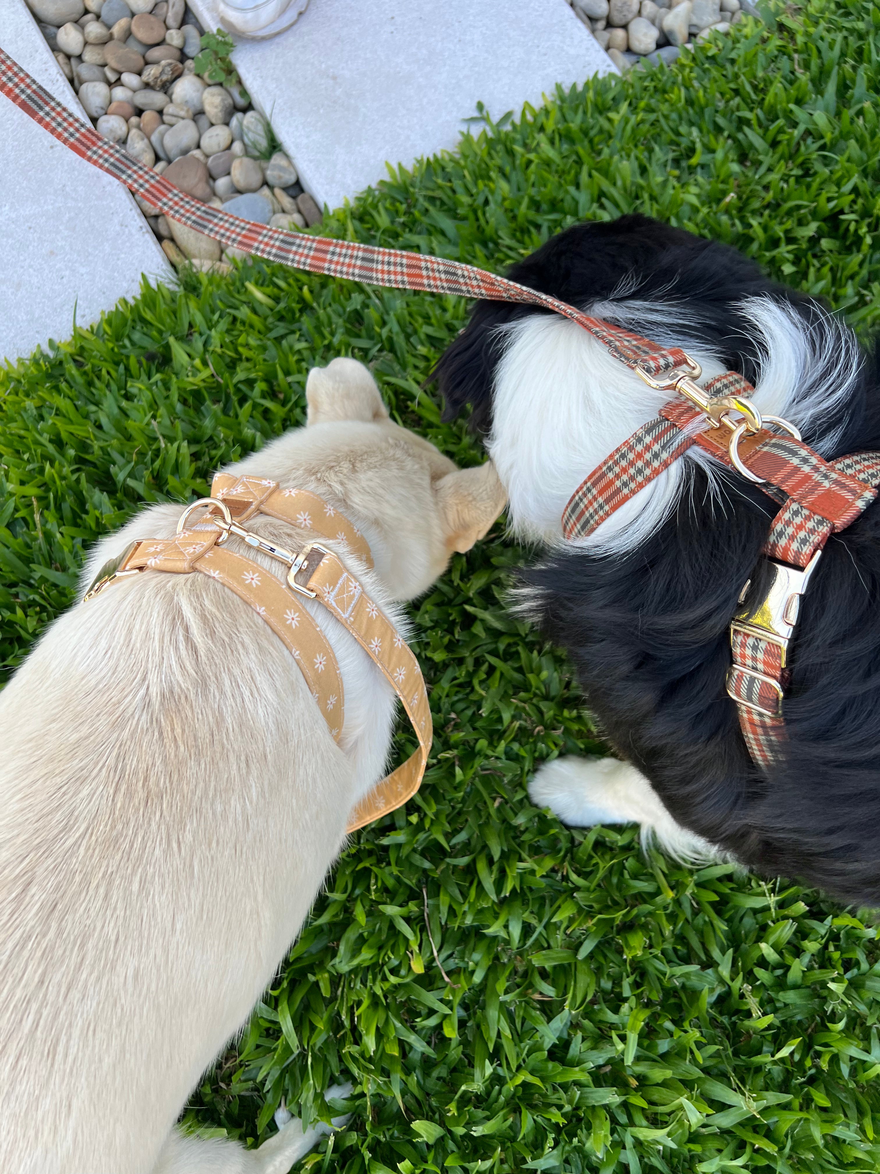 Guia de tamanhos: 25kg ~ Tamanho L