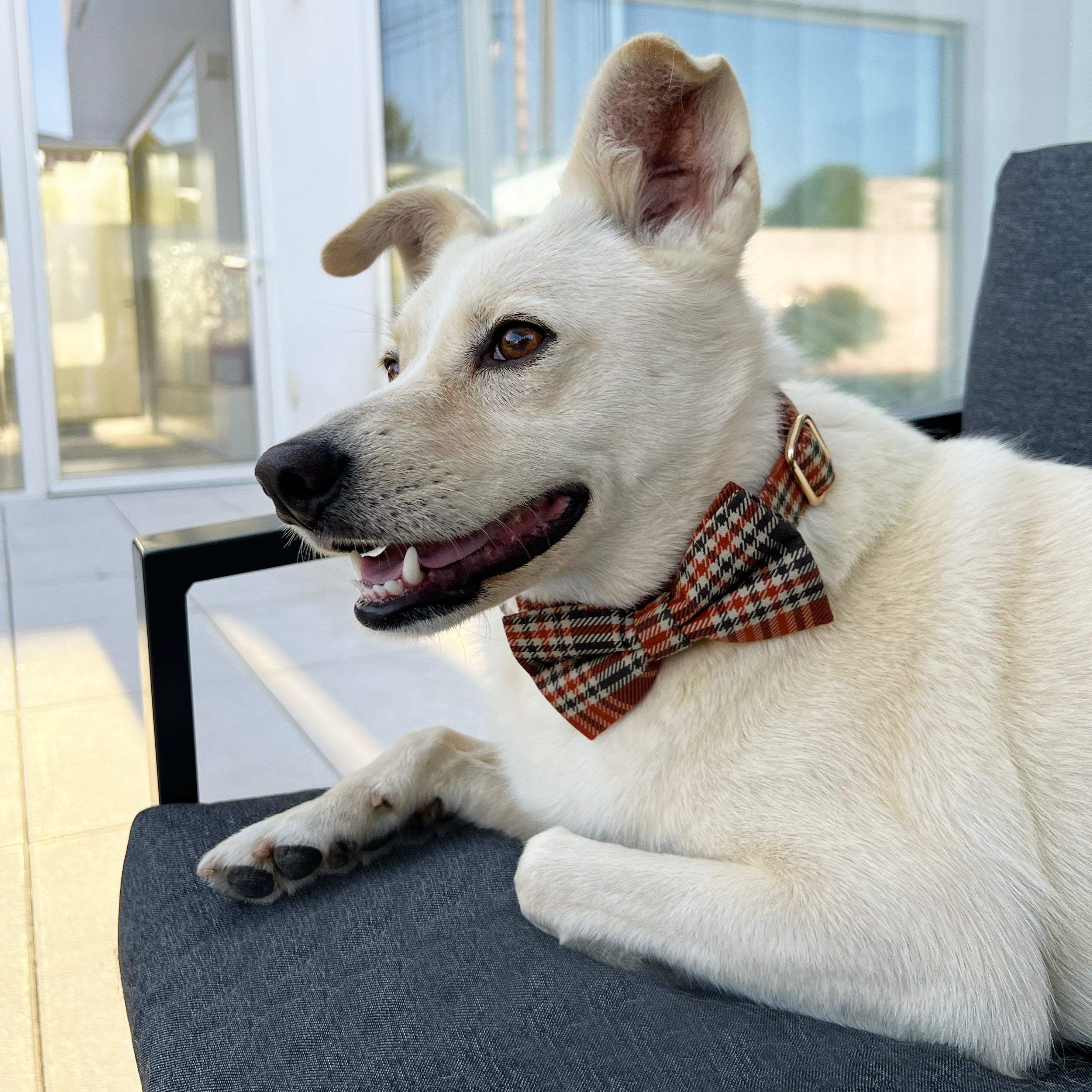 Guia de tamanhos: 15kg ~ Tamanho M