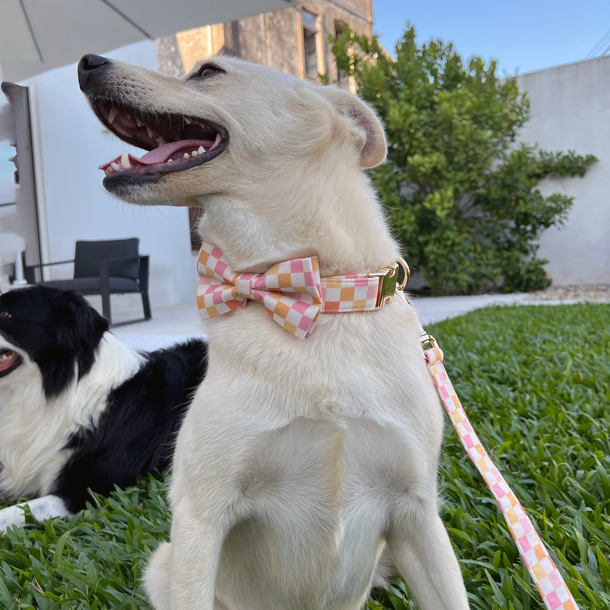 Guia de tamanhos: 15kg ~ Tamanho M