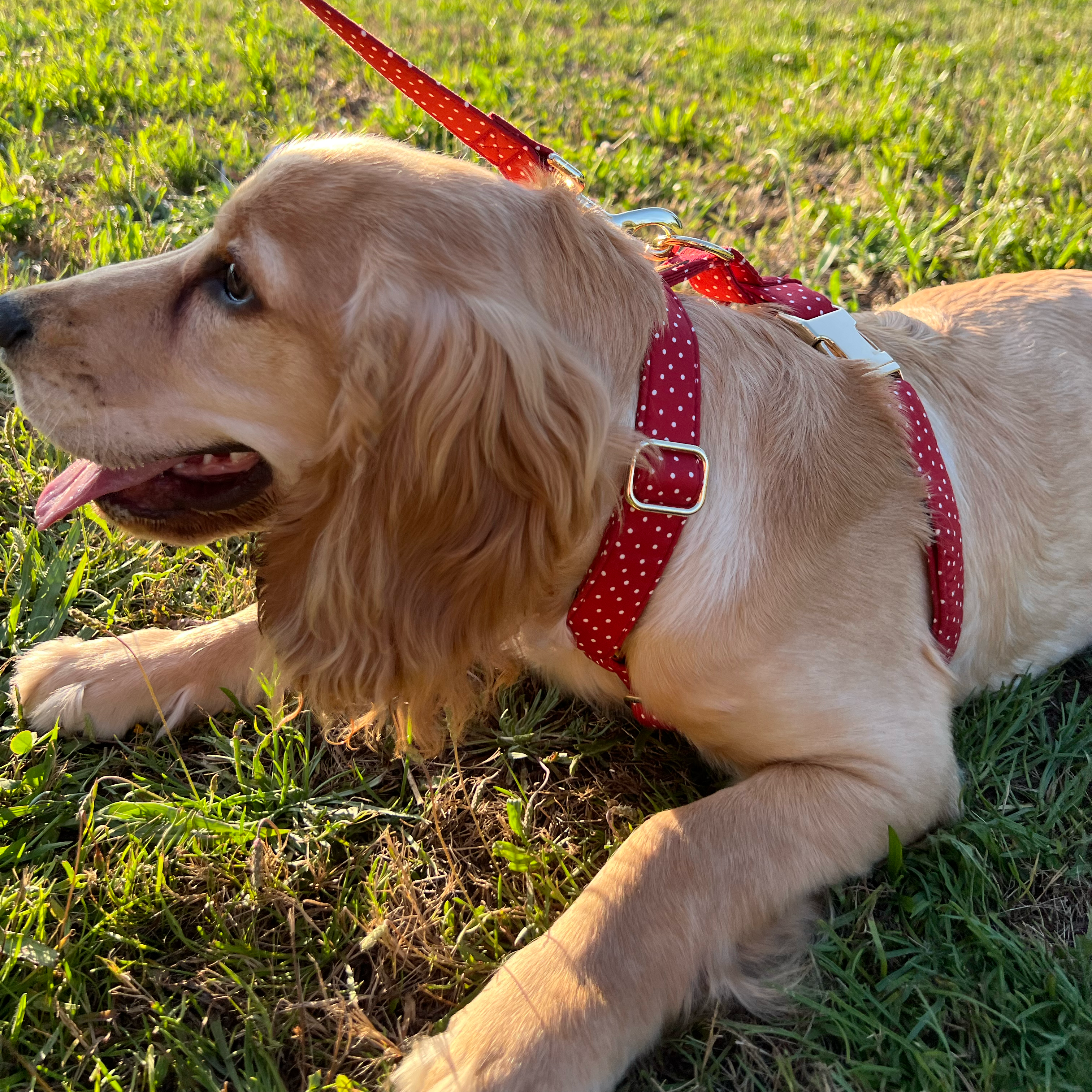 Guia de tamanhos: 8kg ~ Tamanho S