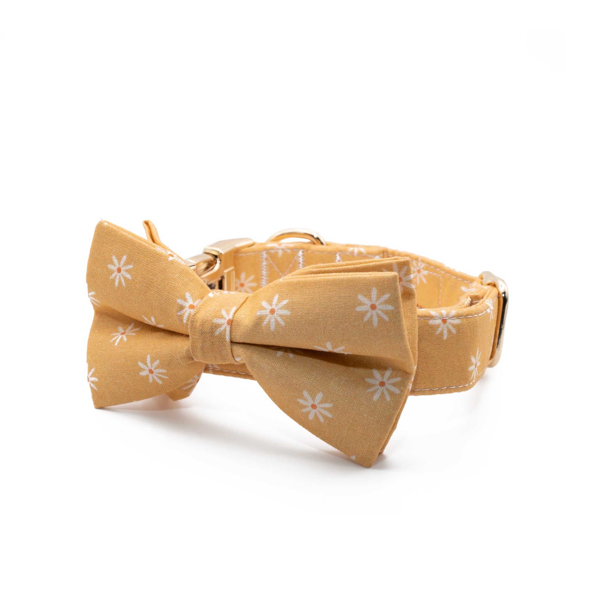 Coleira e Papillon Daisy