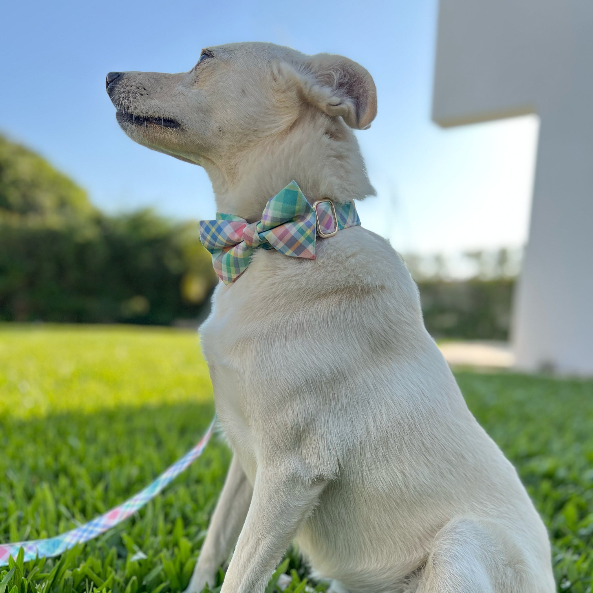 Guia de tamanhos: 15kg ~ Tamanho M