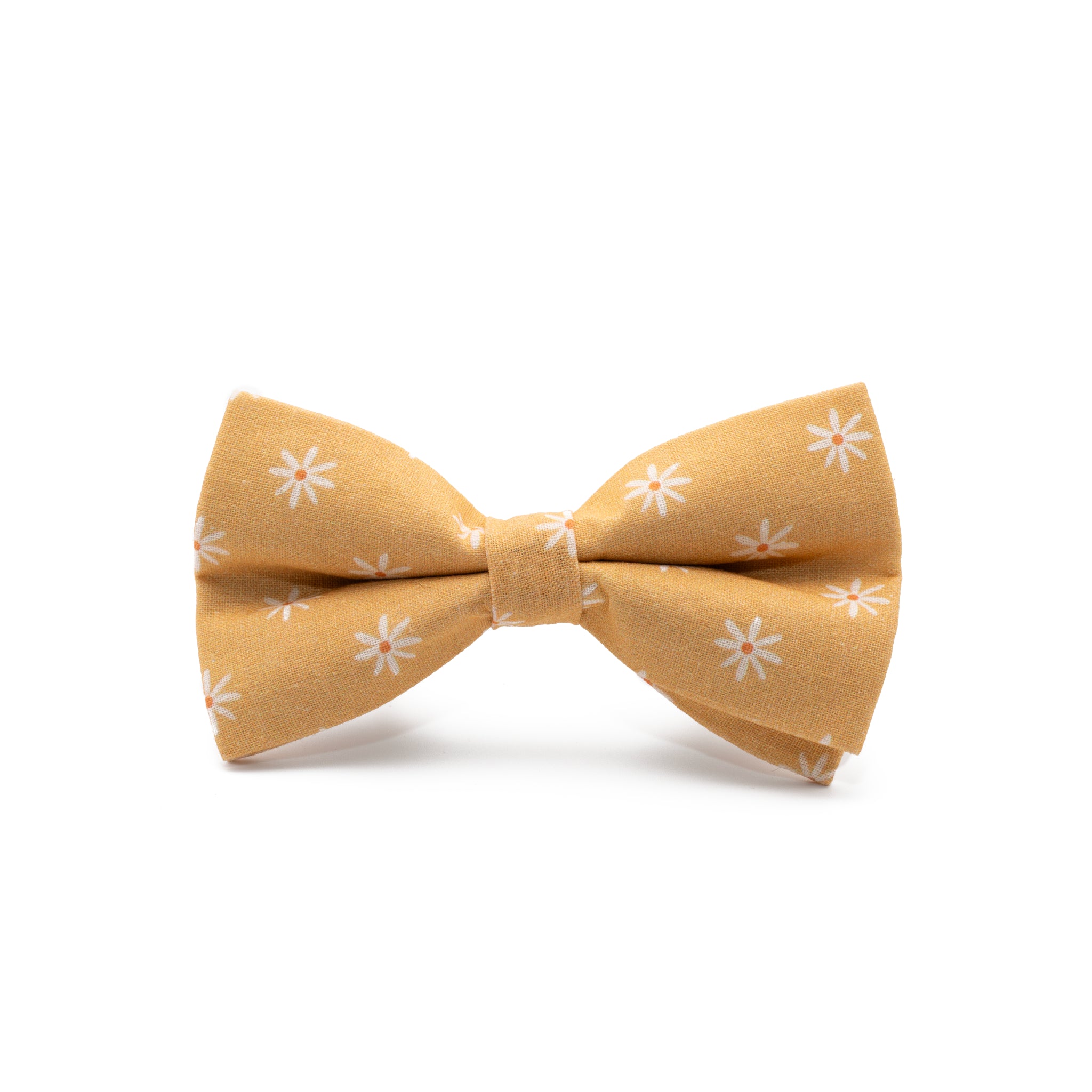 Coleira e Papillon Daisy