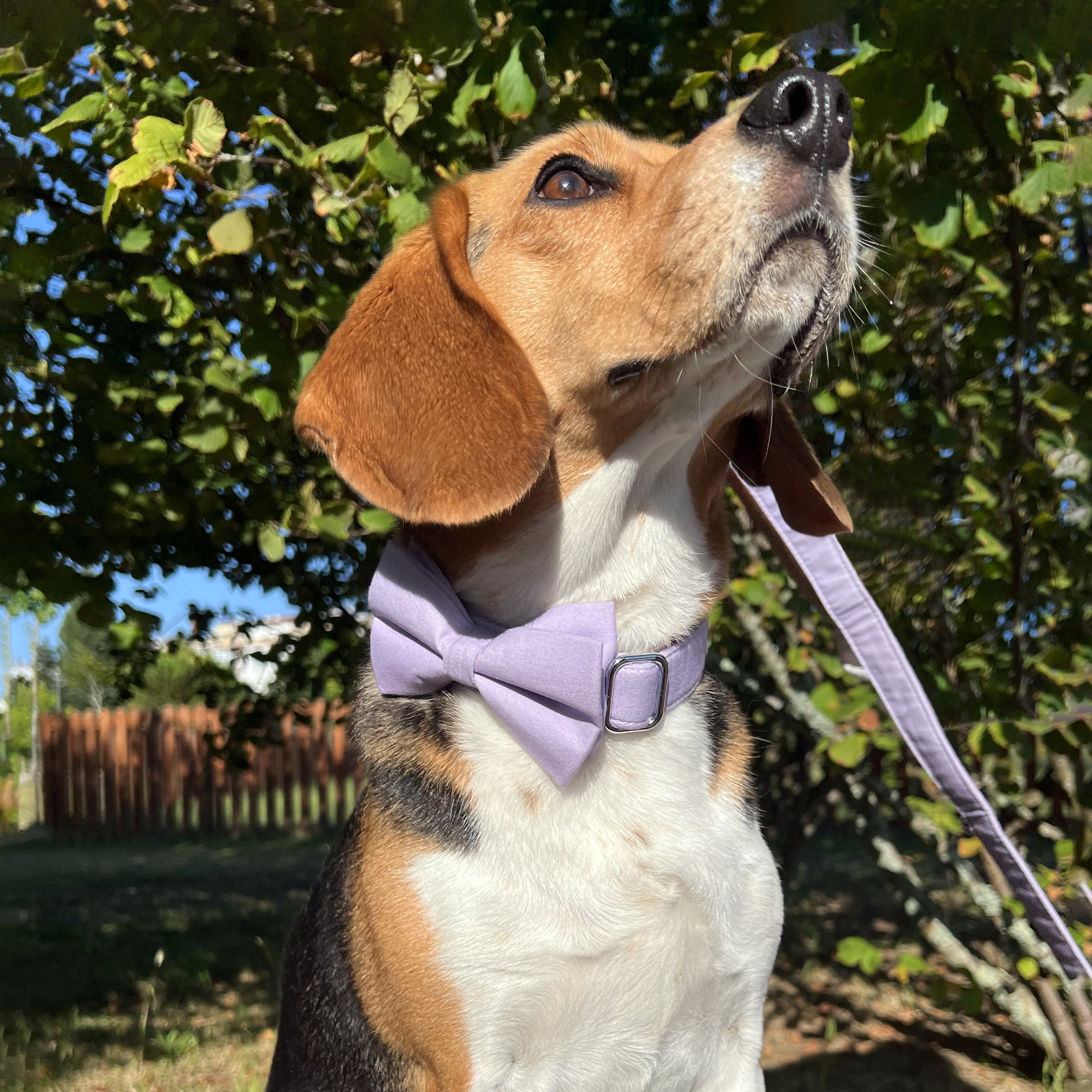 Guia de tamanhos: 14kg ~ papillon M