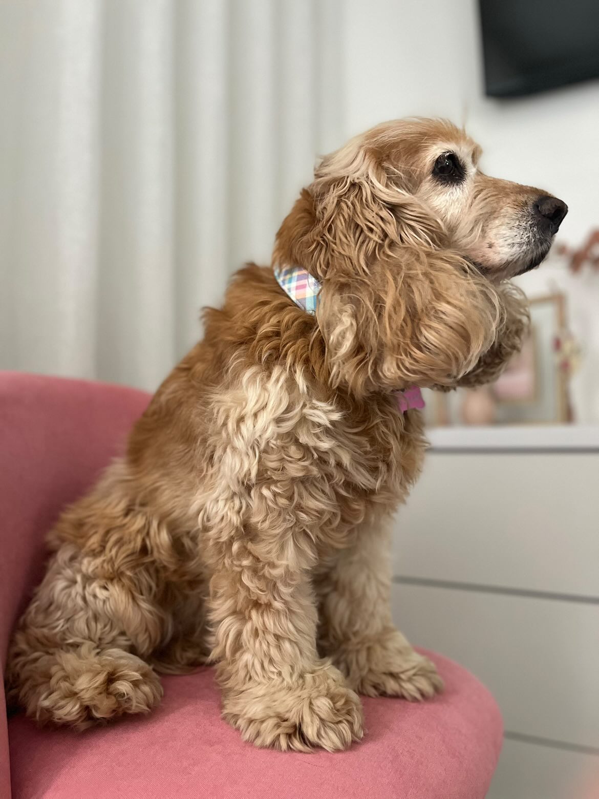 Guia de tamanhos: 13,500kg ~ Tamanho M