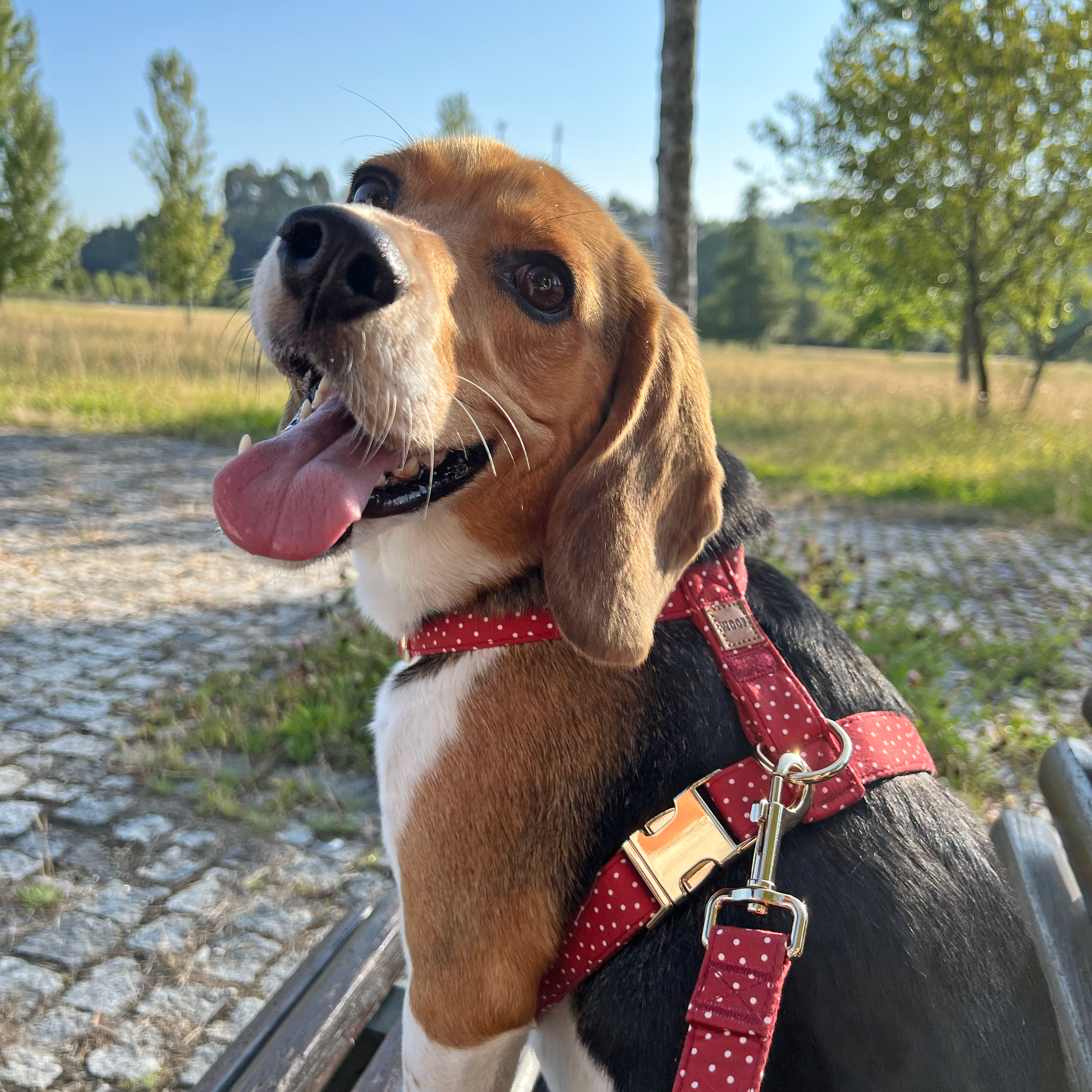 Guia de tamanhos: 14kg ~ Tamanho M