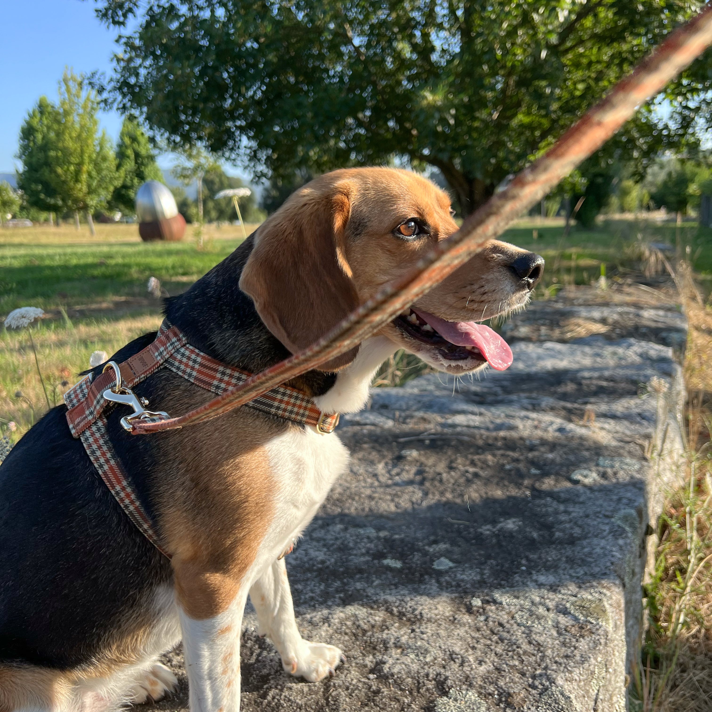 Guia de tamanhos: 14kg ~ Tamanho M