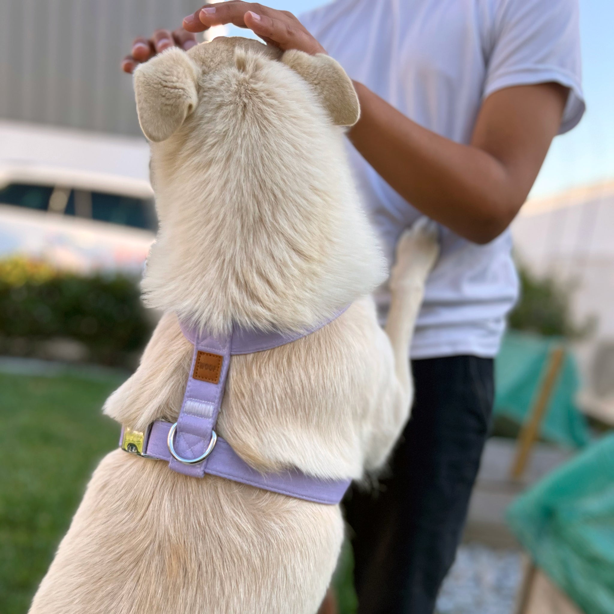 Guia de tamanhos: 15kg ~ Tamanho M