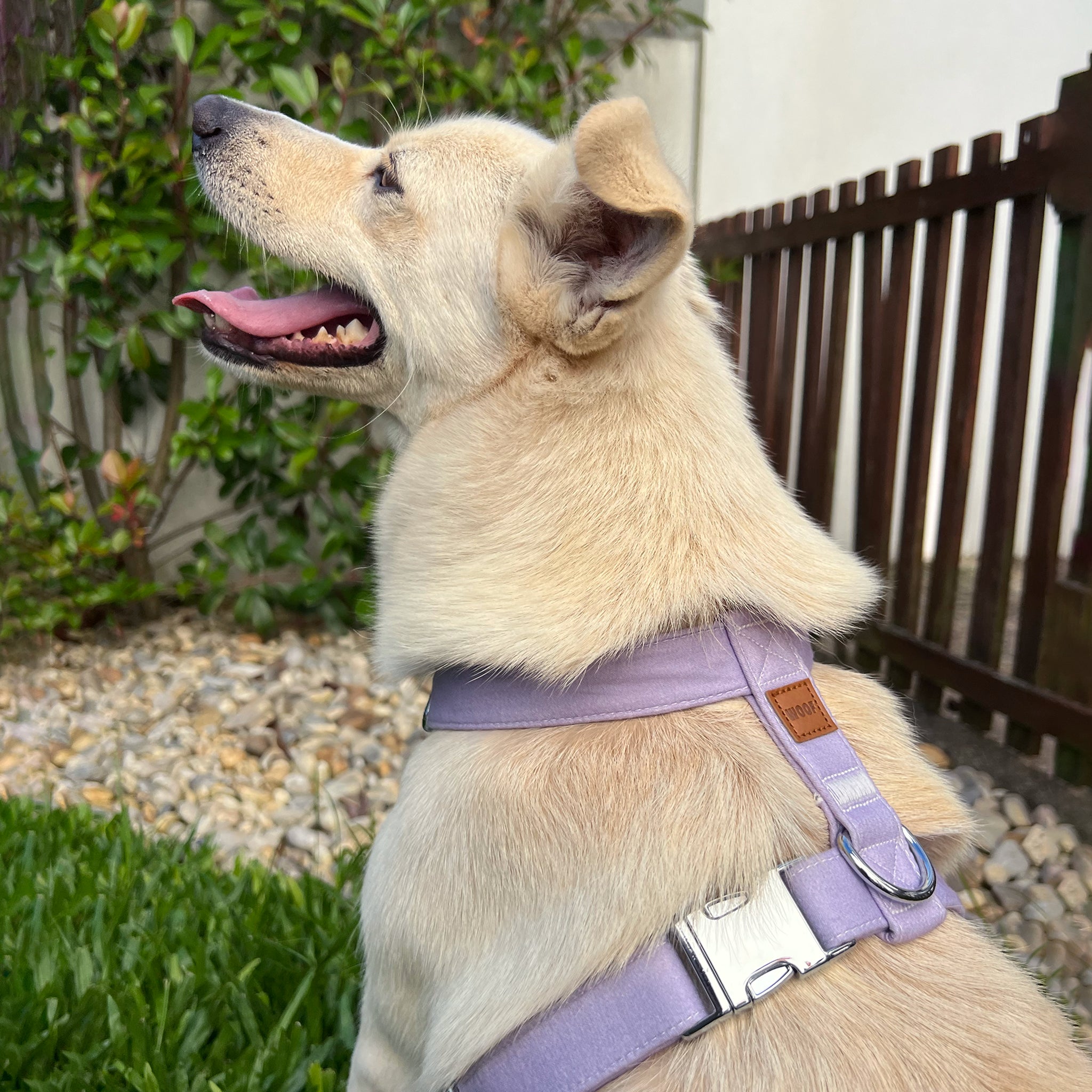 Guia de tamanhos: 15kg ~ Tamanho M